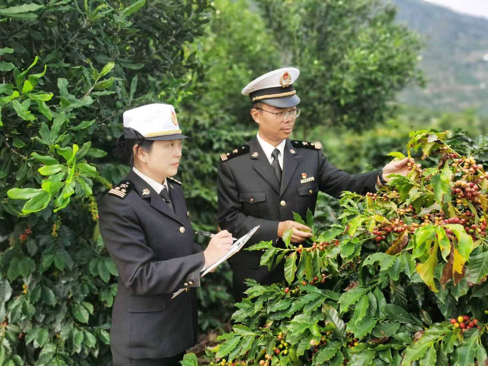 出口咖啡及其制品84亿元居全国首位AG真人app今年前11个月云南